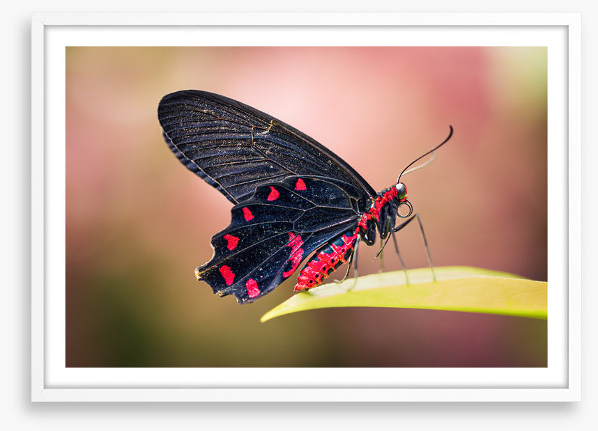 Insects