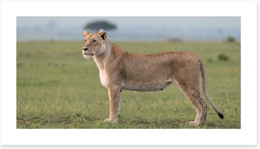 Africa
