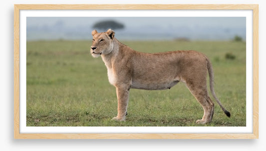 Africa