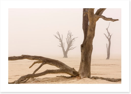 Ghosts of the desert