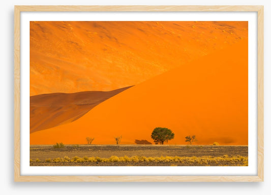 Below the dune