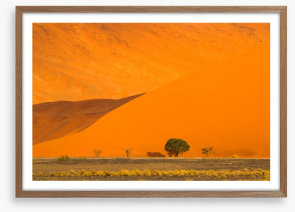 Below the dune