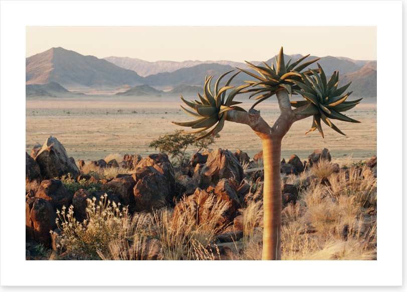 Lonesome kokerboom