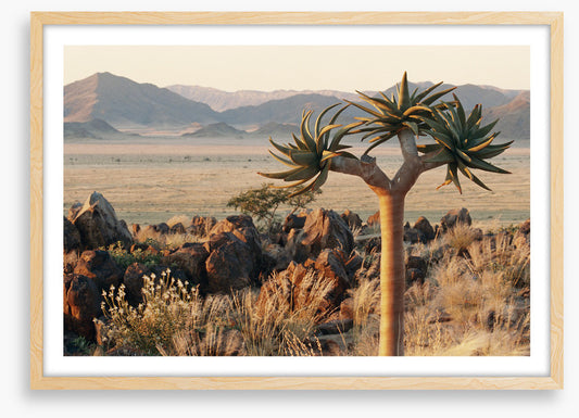 Lonesome kokerboom