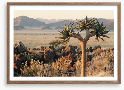 Lonesome kokerboom