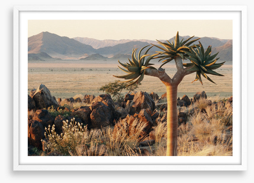 Lonesome kokerboom