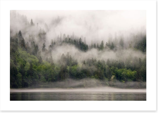 Fog from the forest