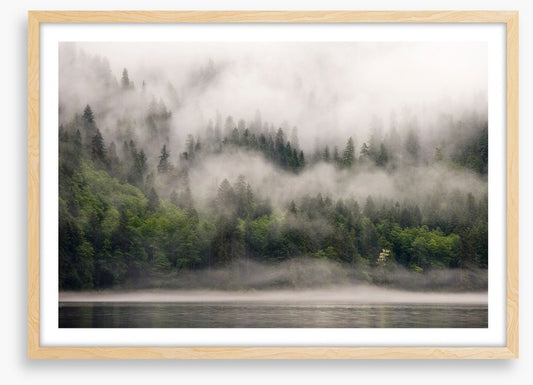 Fog from the forest