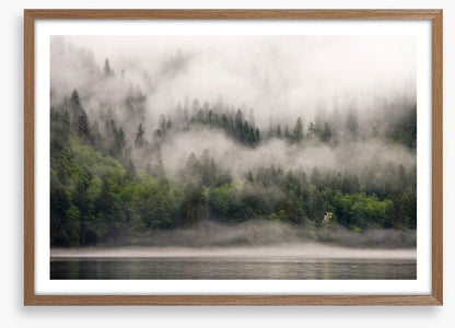 Fog from the forest