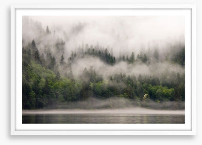 Fog from the forest