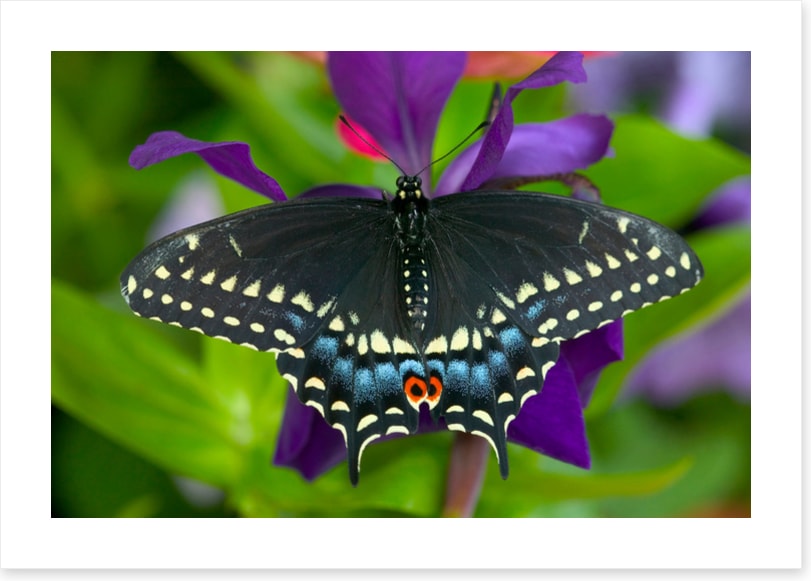 Insects