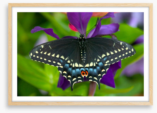 Insects