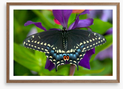 Insects