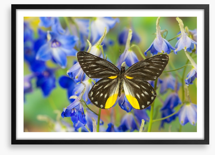 Insects