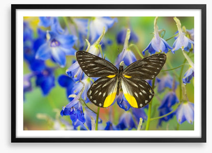 Insects