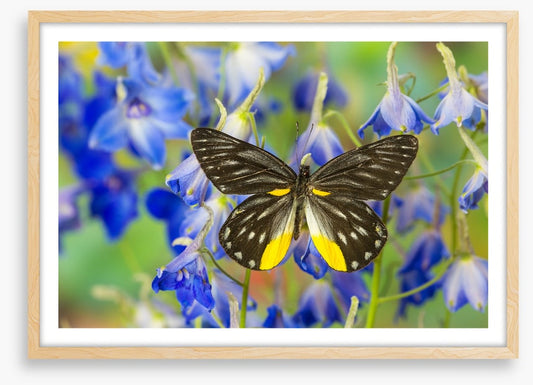 Insects