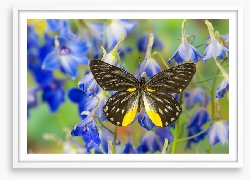 Insects
