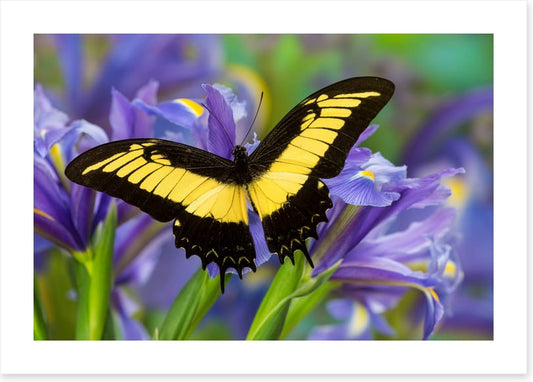 Insects