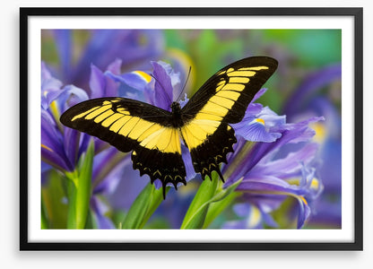 Insects