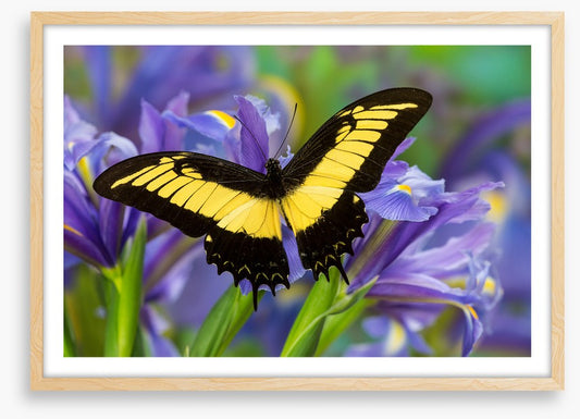 Insects