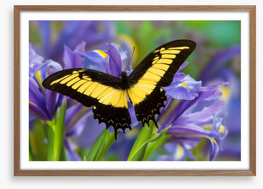 Insects