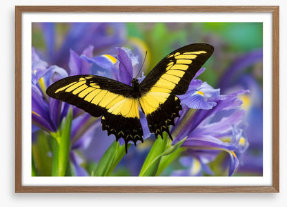 Insects