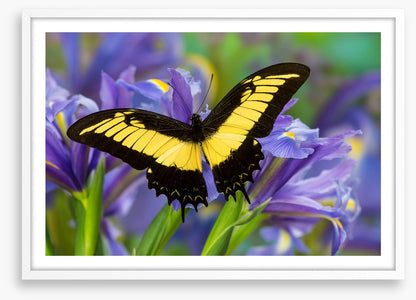 Insects
