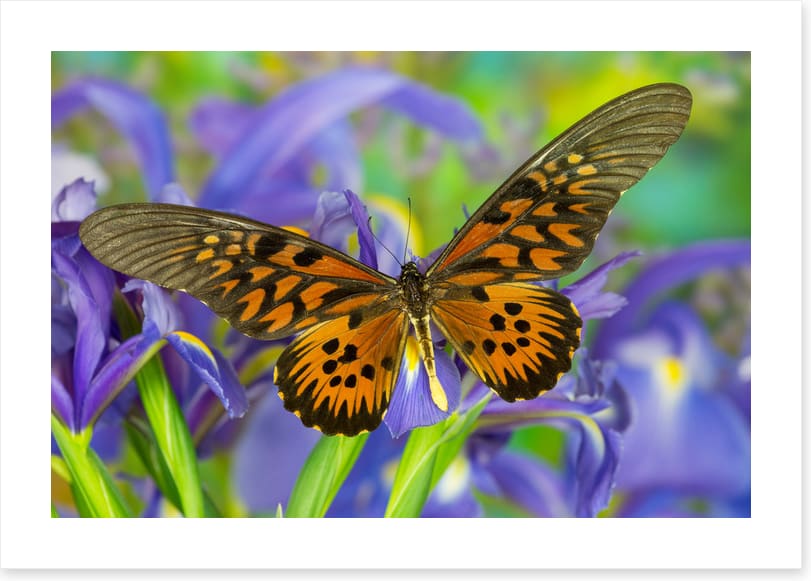 Insects