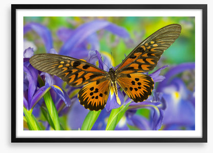 Insects
