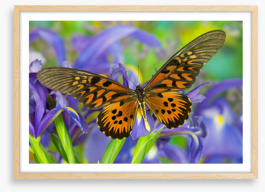 Insects