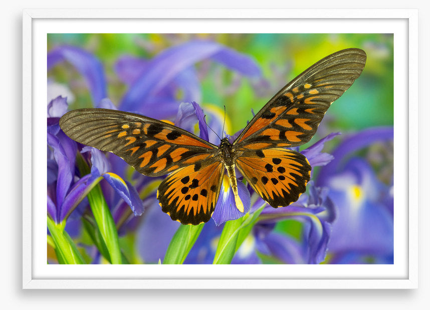 Insects