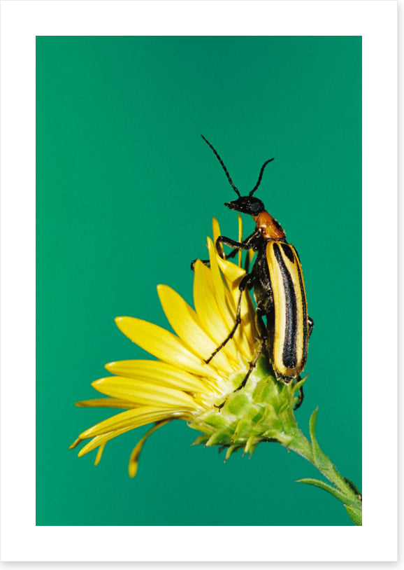 Insects