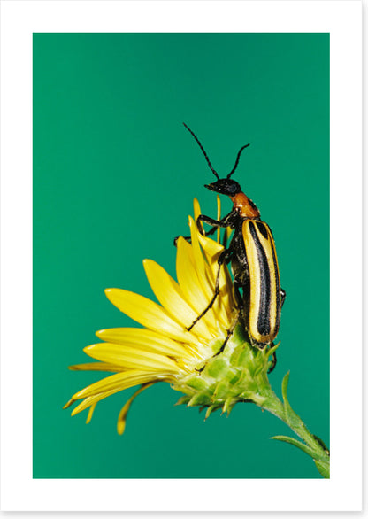 Insects