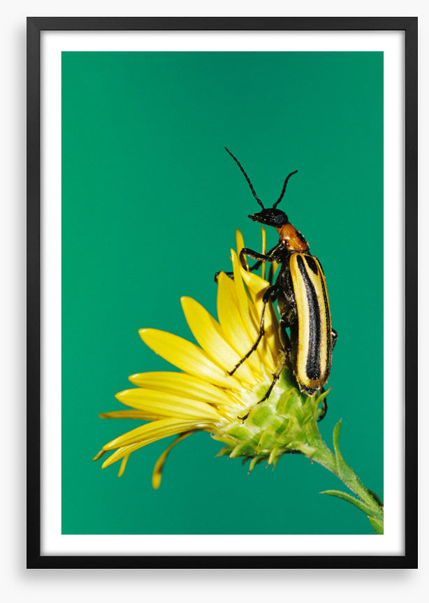 Insects