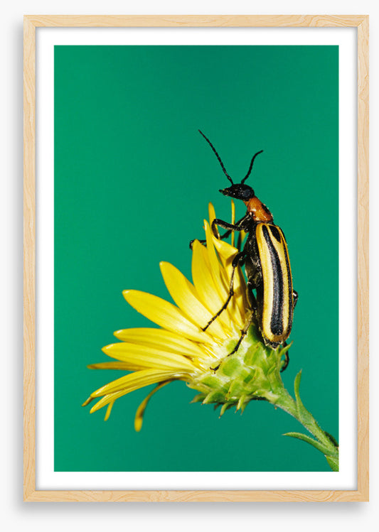 Insects