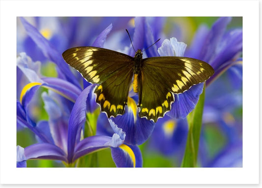 Insects