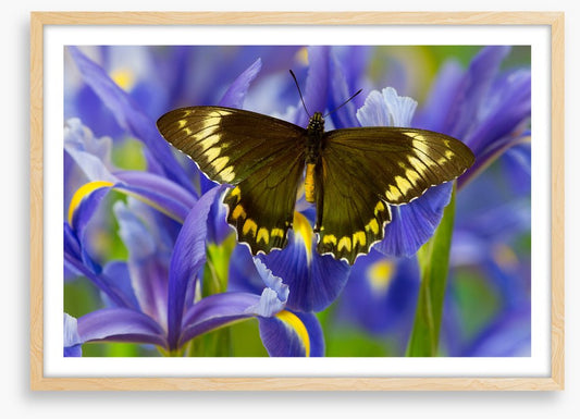 Insects
