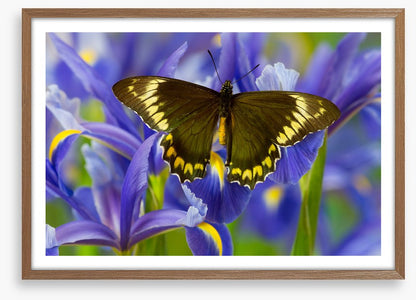Insects