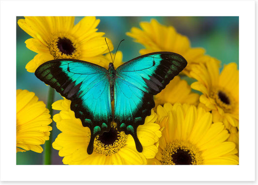 Sea green swallowtail