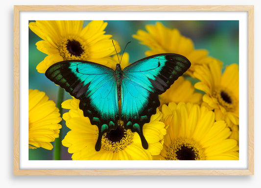Sea green swallowtail