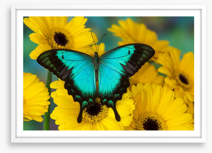 Sea green swallowtail