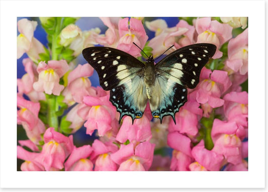 Insects