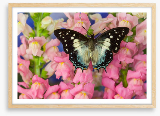 Insects