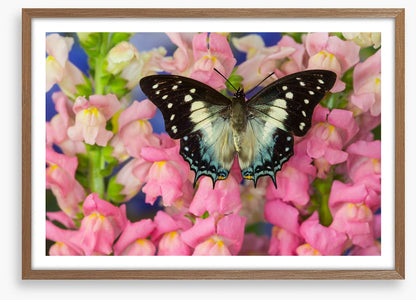 Insects