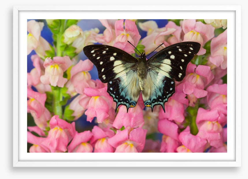 Insects