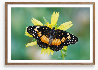 Butterflies