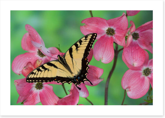 Insects