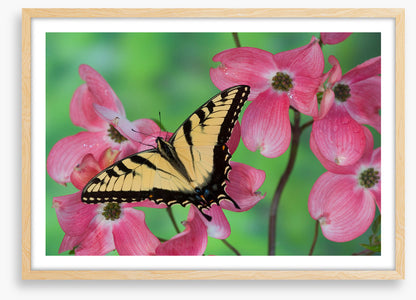 Insects