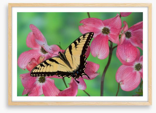 Insects