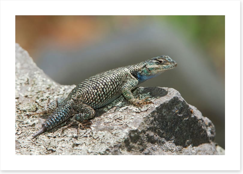 Spiny lizard ledge